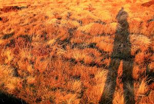 Photography on fiery red grass