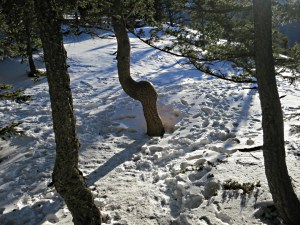 The well trodden trail leads between gnarly trees