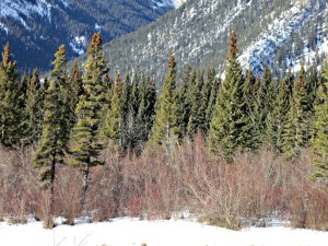 The vegetation along the bank