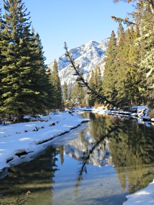 Still, clear water under the trees