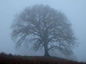 Lost in the cloud, a lone tree at about 250 metres