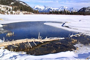 One of the fallen trees