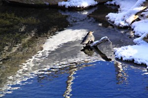 .... before it comes into the sun