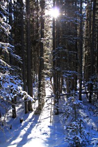 Tall, straight trees filtering the sun