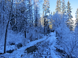 In deep shade, the trail enters a frozen world.