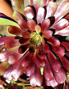 Aeonium 'Schrwarzkopf' regains its deep purple colour in the sun.