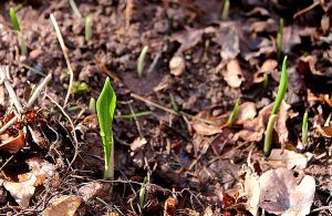 Newly planted ramsons (wild garlic) just emerging from the leaf mold.