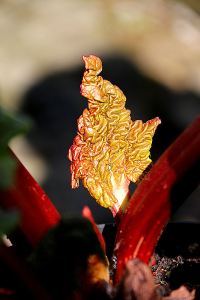 Not an alien life-form, newly emerging rhubarb leaf