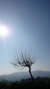 Stunted remnant of old hedge