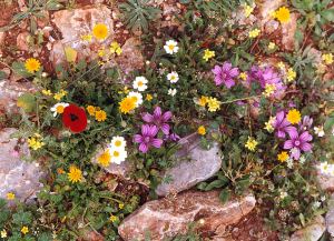 A wide variety of flowering plants