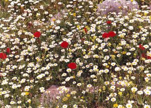 Poppies contrast with daisies