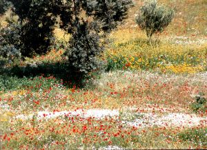 Not an impressionist painting, the real thing