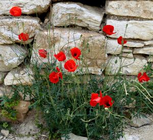 Poppies at the side of a old wall