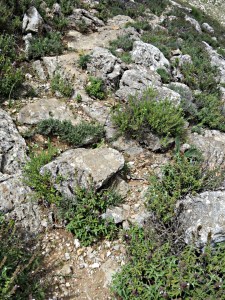 Rocky path and sage
