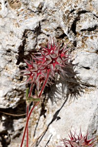 Unknown to me, small but frequently massed together