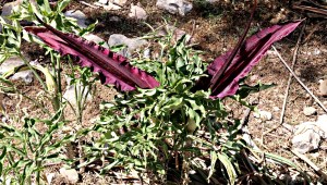 A Gallic shrug of Dragon Arums