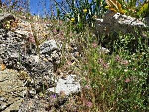 Climbing back out, the flowers more vivid