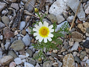 A type of daisy which is very widespread, here a sole plant struggling to survive in the pebbles of the beach