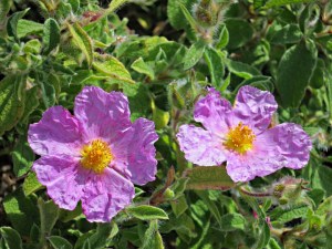 Larger flowered, pink dog-rose