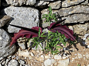 .... in gaps in stone walls