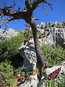 .... underneath trees