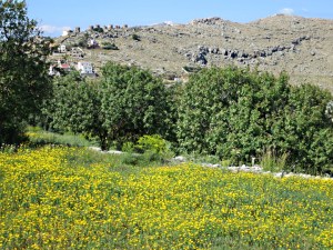 Looking from the path down the Pedi Valley to the ridge topped by windmills
