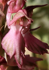 Zooming in on one flower on the stem