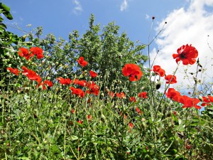 On top of a wall at head height