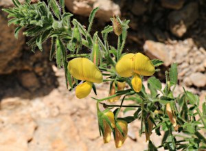 some on small bushes