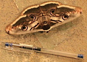 A Hawk Moth settles next to the table