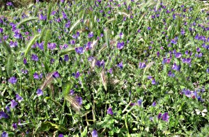 some carpeting the ground