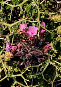 pushing through thorn bushes