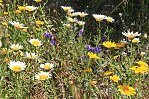 Random clusters of flowers brighten even scruffy bits of path