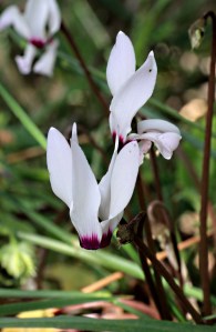 No apologies for including cyclamen again, one of my favourites
