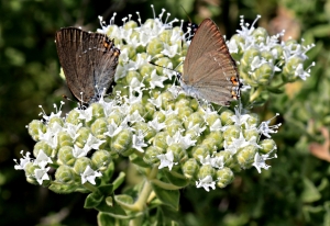 On oregano with pollen covering the body and  lower wings