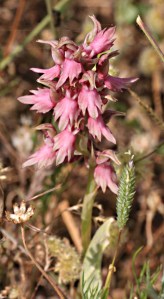 And no apologies for including an orchid again.  Exquisite