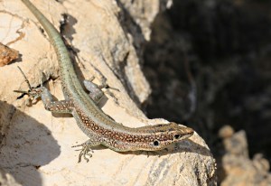 So close to me I thought its next step was onto my leg