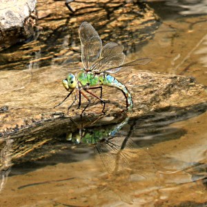 Reflected egg laying