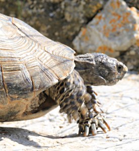 Thery mvoe around on their points like ballerinas ..... but with none of the grace