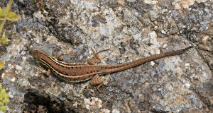 while behind me a pregnant Lacerta oertzeni  lizard sneaks past
