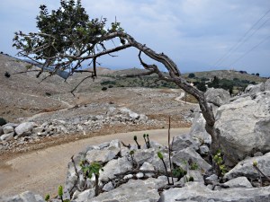 In contrast to the shade tree this gnarly specimen struggles to survive, surrounded by seed heads of  Dragon Arums