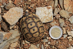 Tortoise with €2 coin for scale