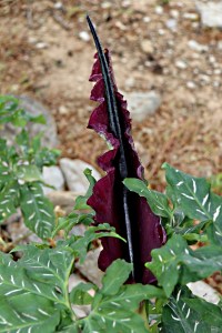Dragon Arums still in flower