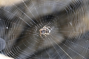 At the centre of its web