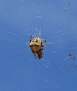 ..... and from the other side a lot more colourful