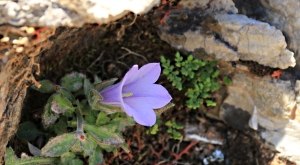 One of the 500 species of  Bellflower (Campanula) in a small crevice in the limestone