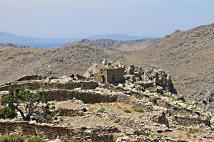 The last remaining fig tree on the right