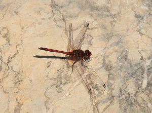 Very thin body looks almost drab from the side