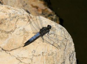 One of it's favourite bits of rock