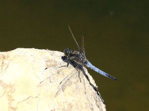 ... sometimes perching momentarily in the edge